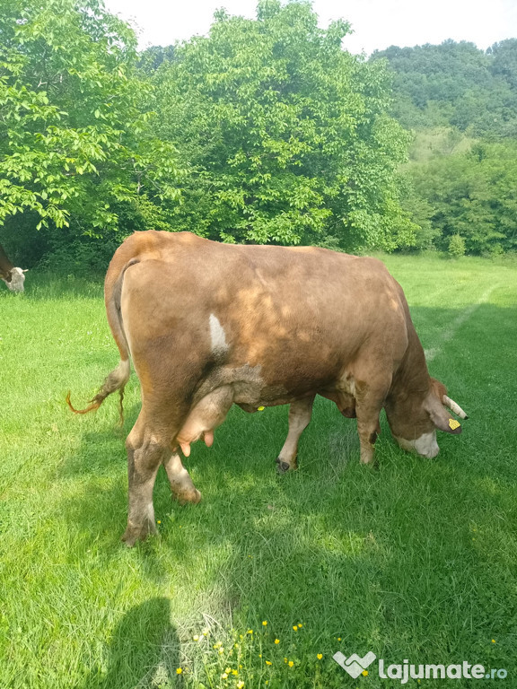 Vaca bălțată Mândruța