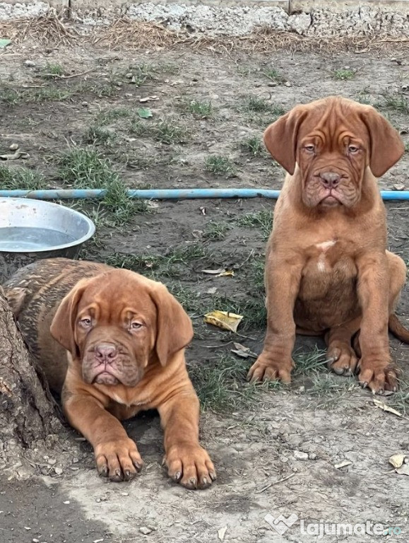 Dogue de Bordeaux cățeluși