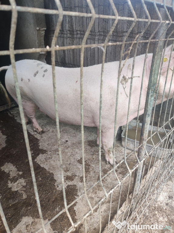 Porc de vânzare preț negociabil