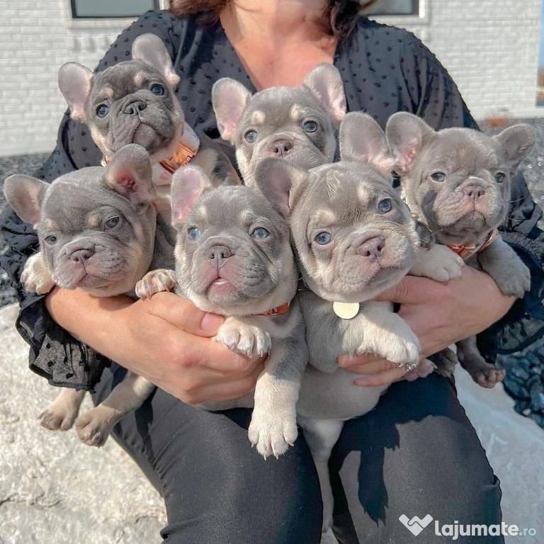 Bulldog Francez - Ellite Kennel, Lilac Merle Tan, Blue Merle Tan, Lila