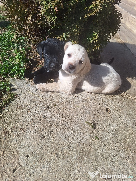 Labrador Retriever