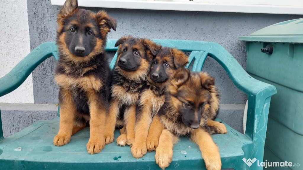 Pui Ciobănesc German, talie mare , păr lung și spate lăsat