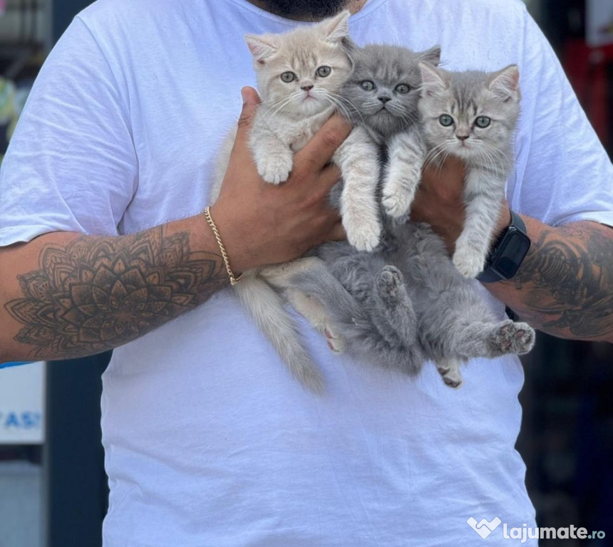 British shorthair