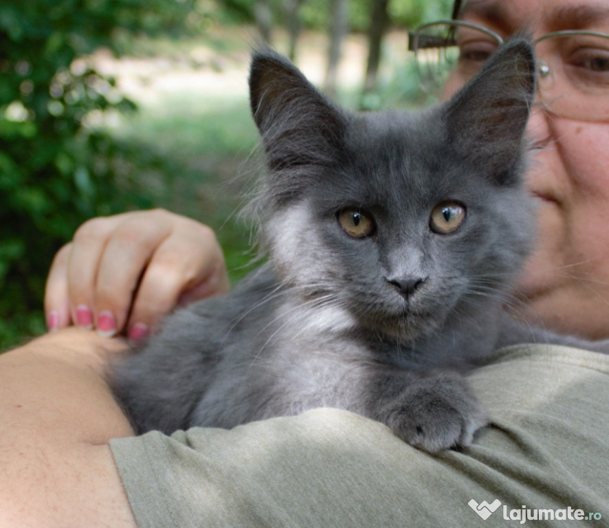 Maine coon puiuți