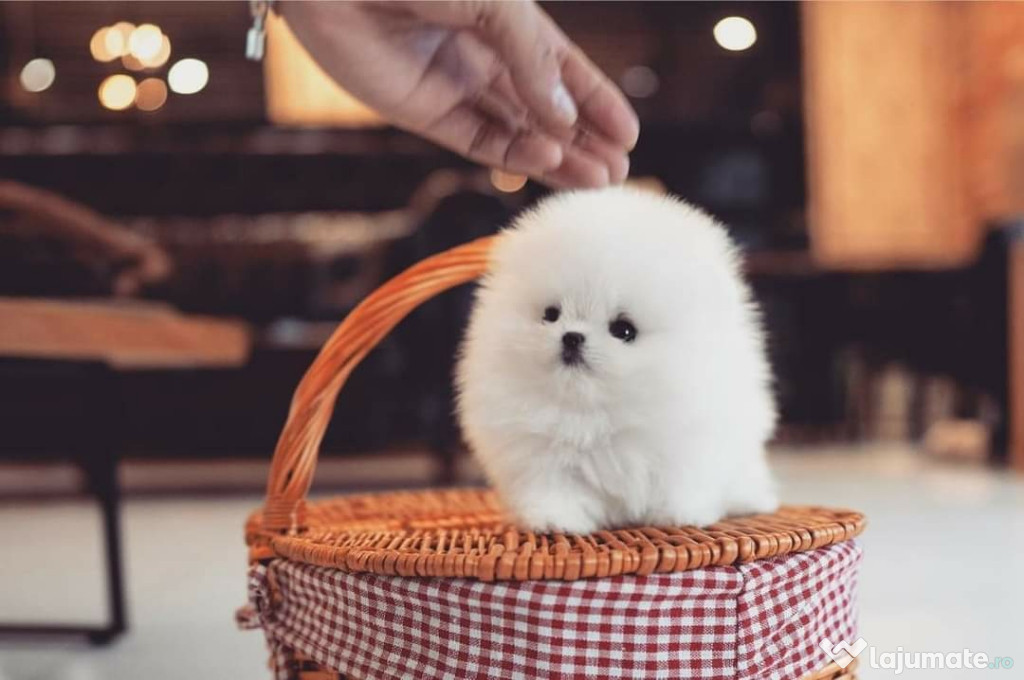 Pomeranian teeacup