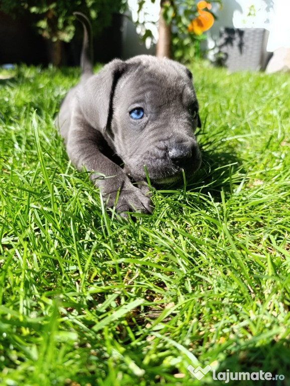 Pui Cane Corso Blue