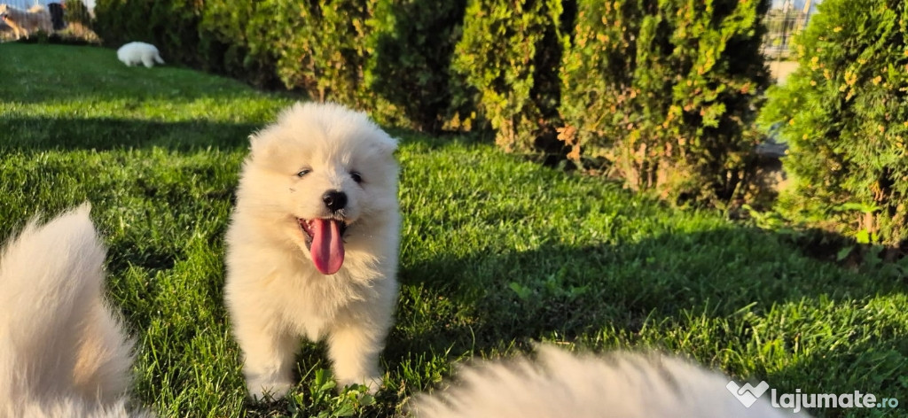 Puiuti rasa Samoyed