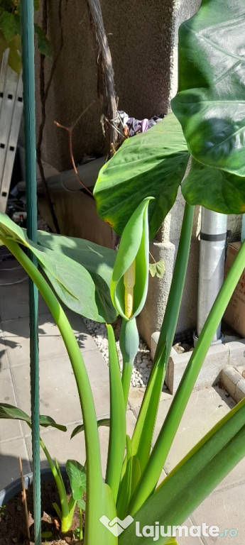 Alocasia plante( urechi de elefant)