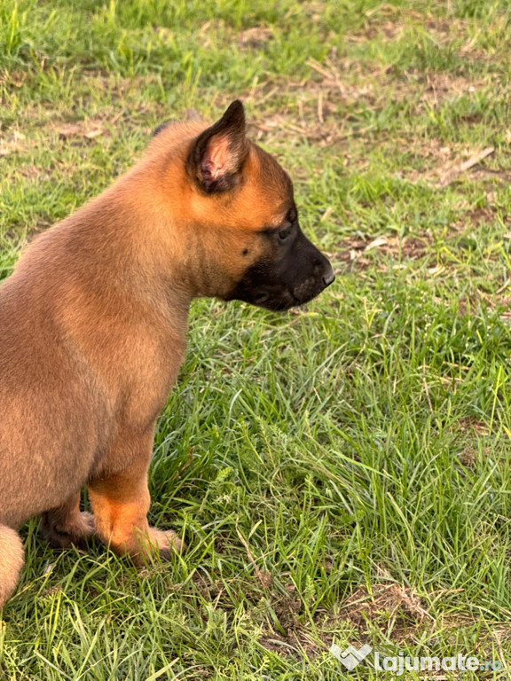 Ciobănesc belgian Malinois