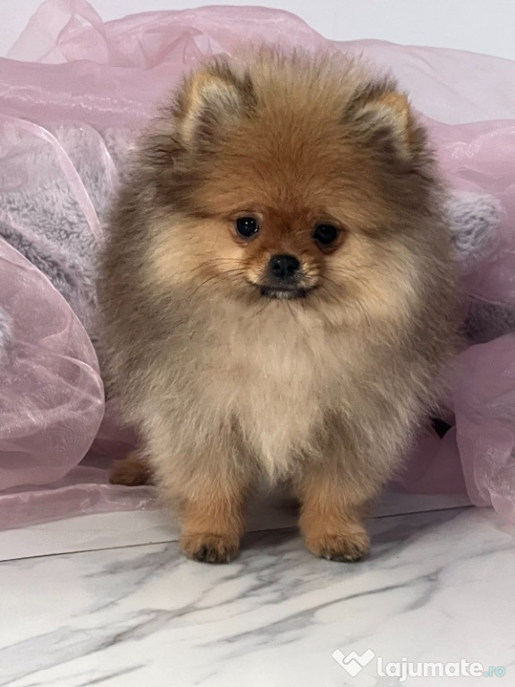 Pomeranian Spitz cățeluși