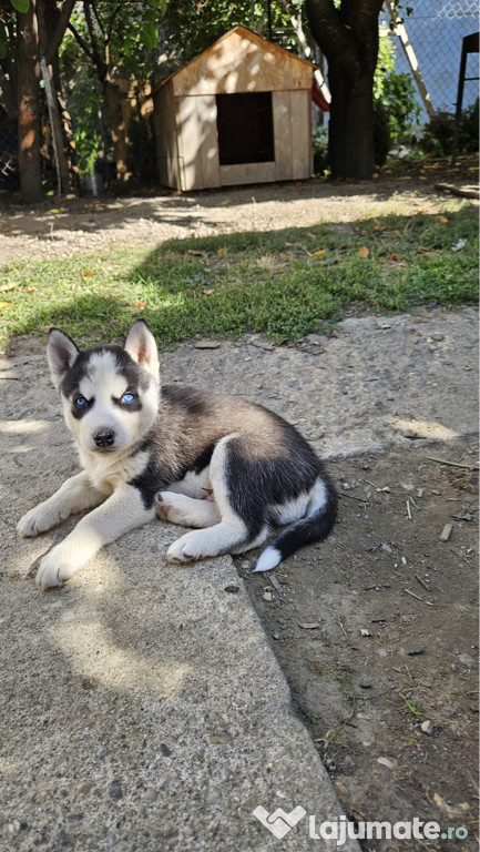 Pui Husky siberian