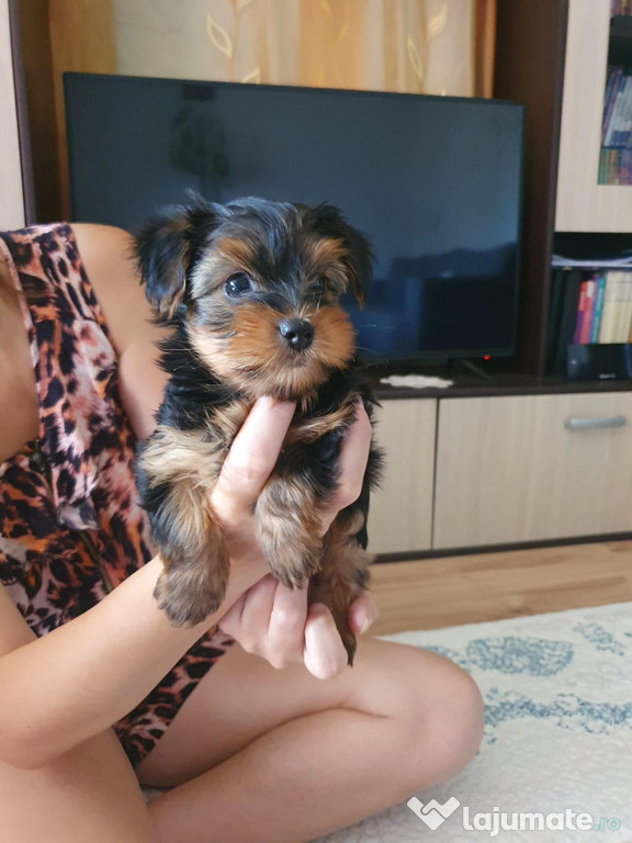 Yorkshire terrier mini toy