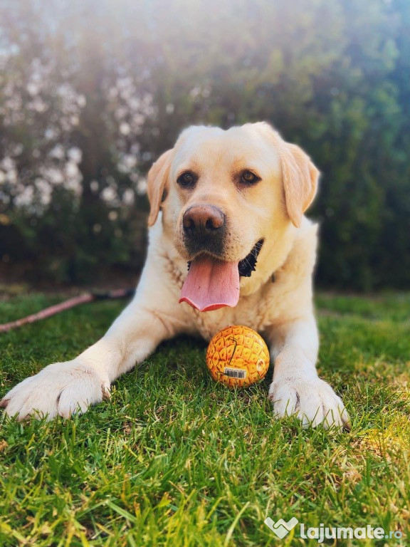 Adoptă un labrador