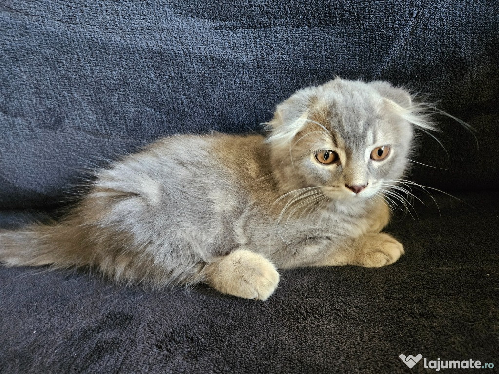 Scottish longhair fold