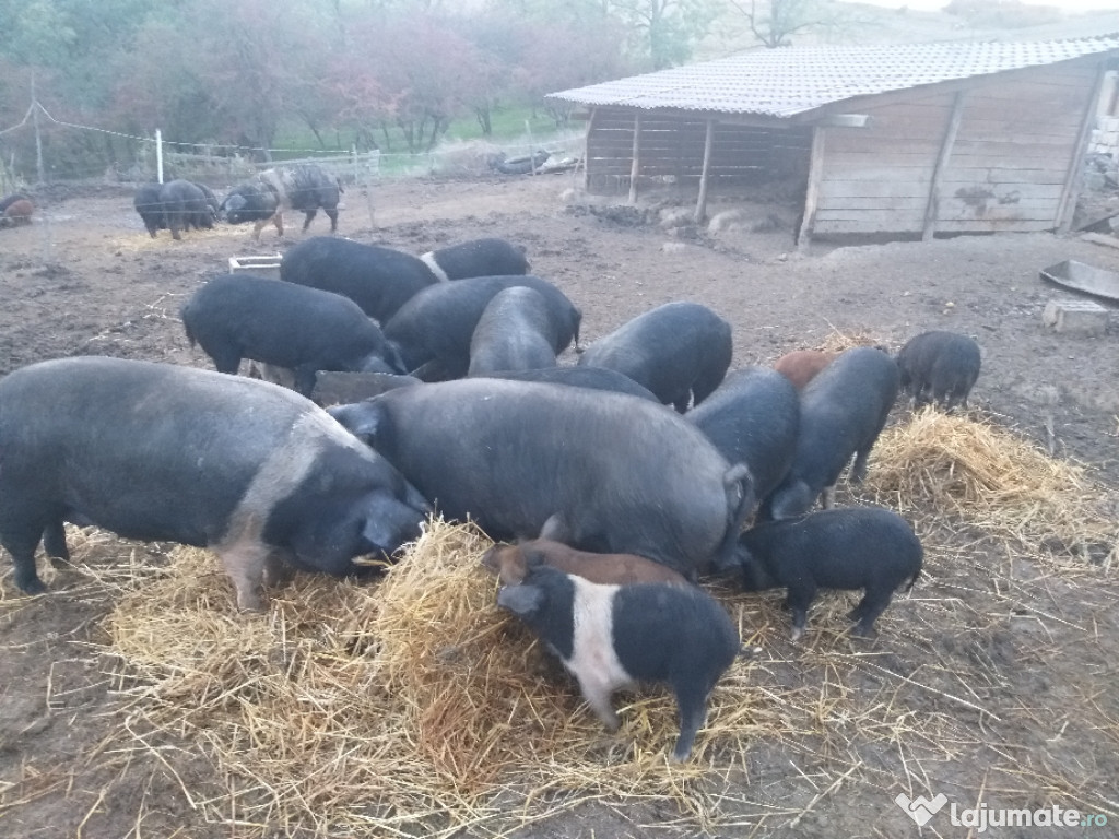 Porci Bazna și Mangalița si preparate traditionale