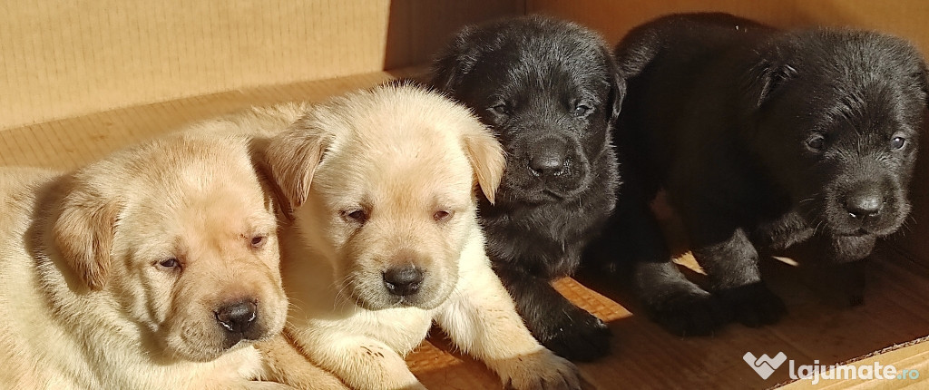 Pui labrador golden și negrii