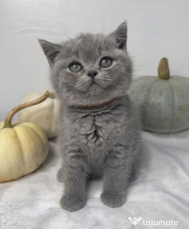 British shorthair pui