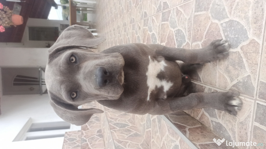 Cane Corso pui blue