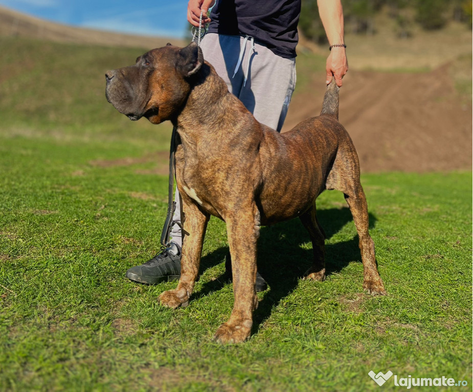 Disponibili Presa Canario