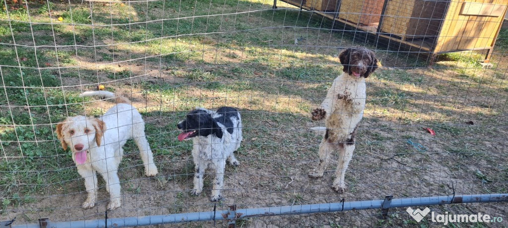 Cățea LAGOTTO de 3 ani gestantă