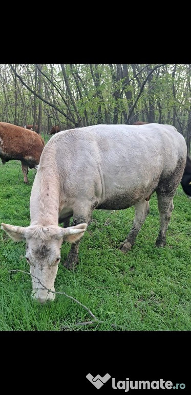 Vand 9 tauri si 13 vaci, com. Slobozia, jud. Arges