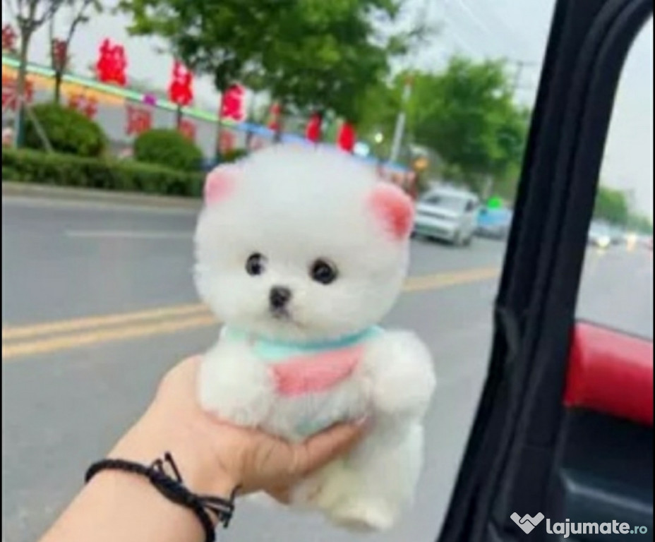 Pomeranian puppy mini asigur transport