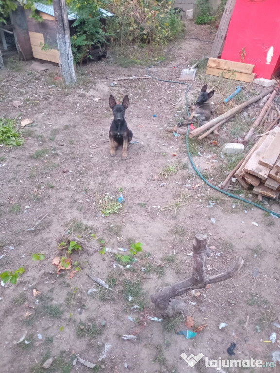 Catei ciobanesc belgian malinois