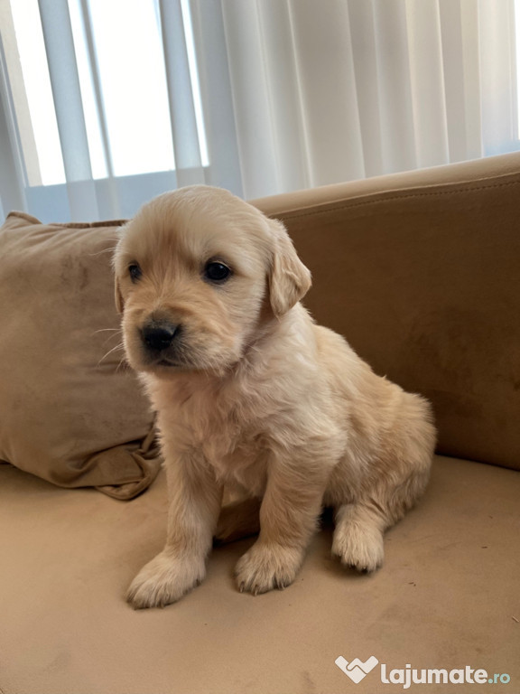 Vand pui Golden Retriever