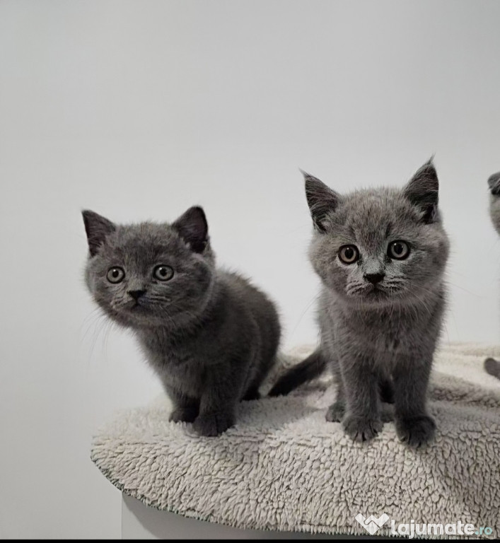 British shorthair blue