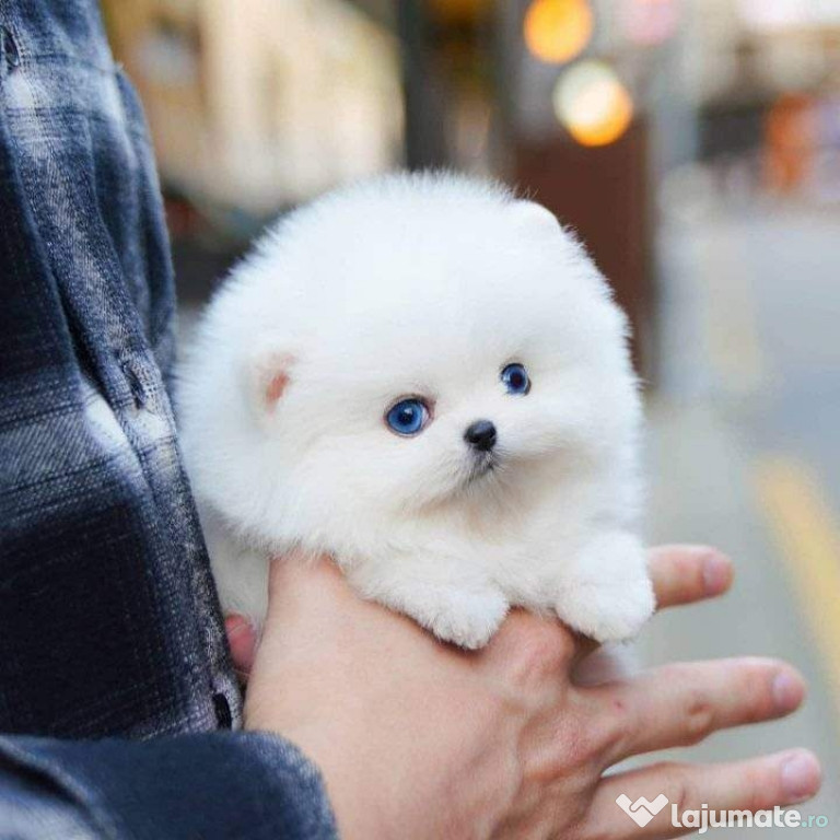 Pomeranian ursuleț mini