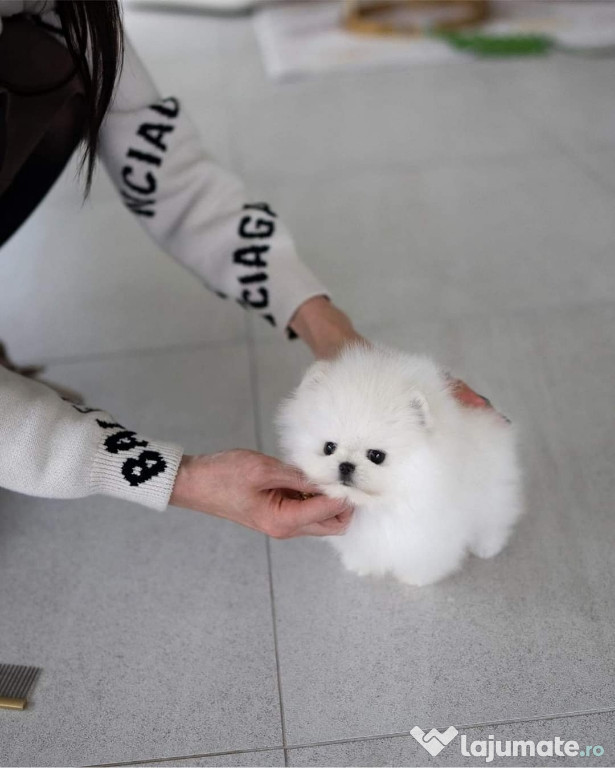 Pomeranian boo toy