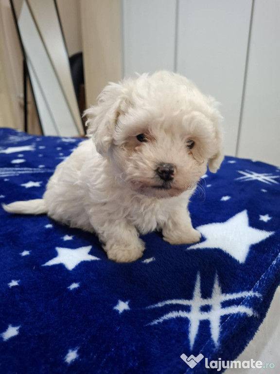 Bichon maltez frise