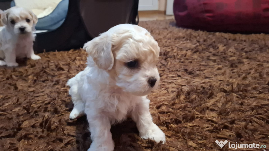 Vând pui bichon maltez