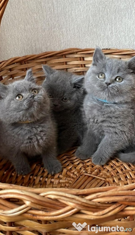 British shorthair pui frumosi