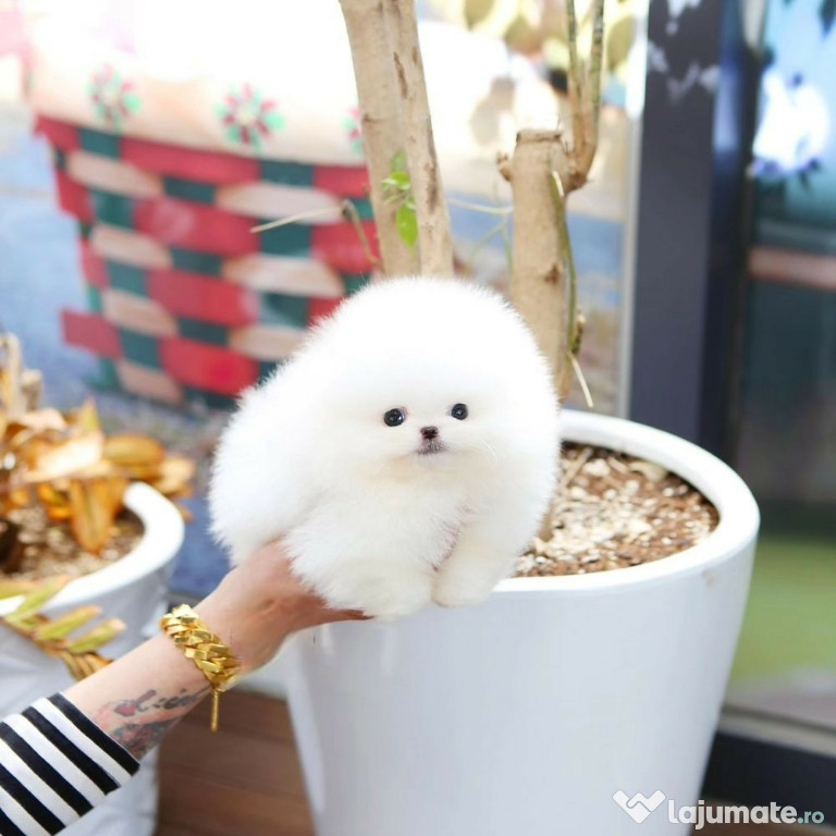 Pomeranian mini boo