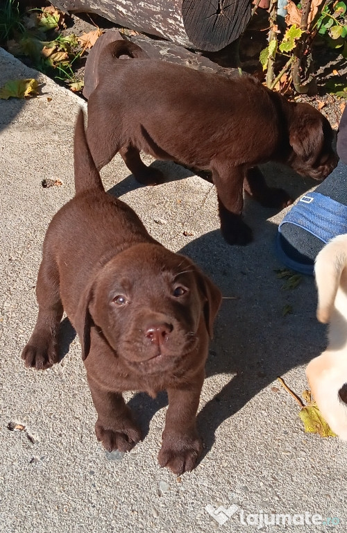 Labrador deosebit