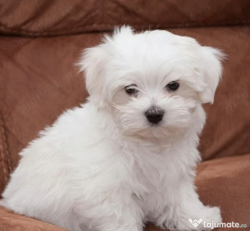 Pui Bichon Maltez mini toy