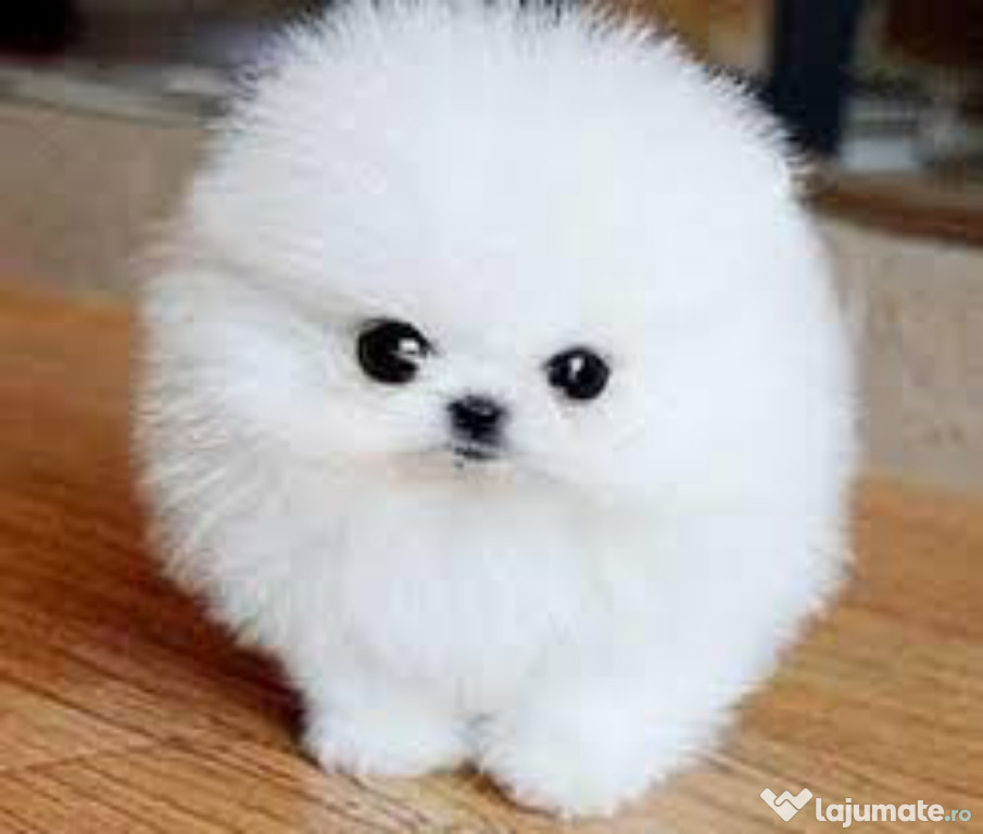 Pomeranian talie mica toy exemplare superbe