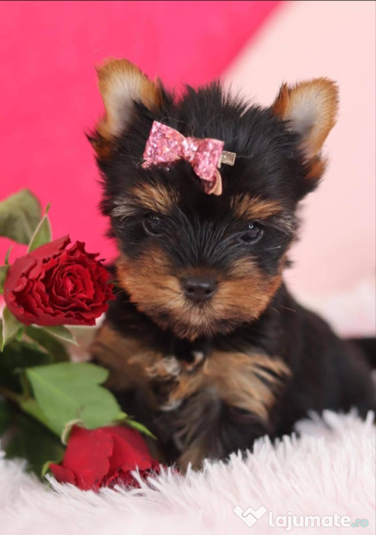 Pui Yorkshire Terrier mini toy fetita superba