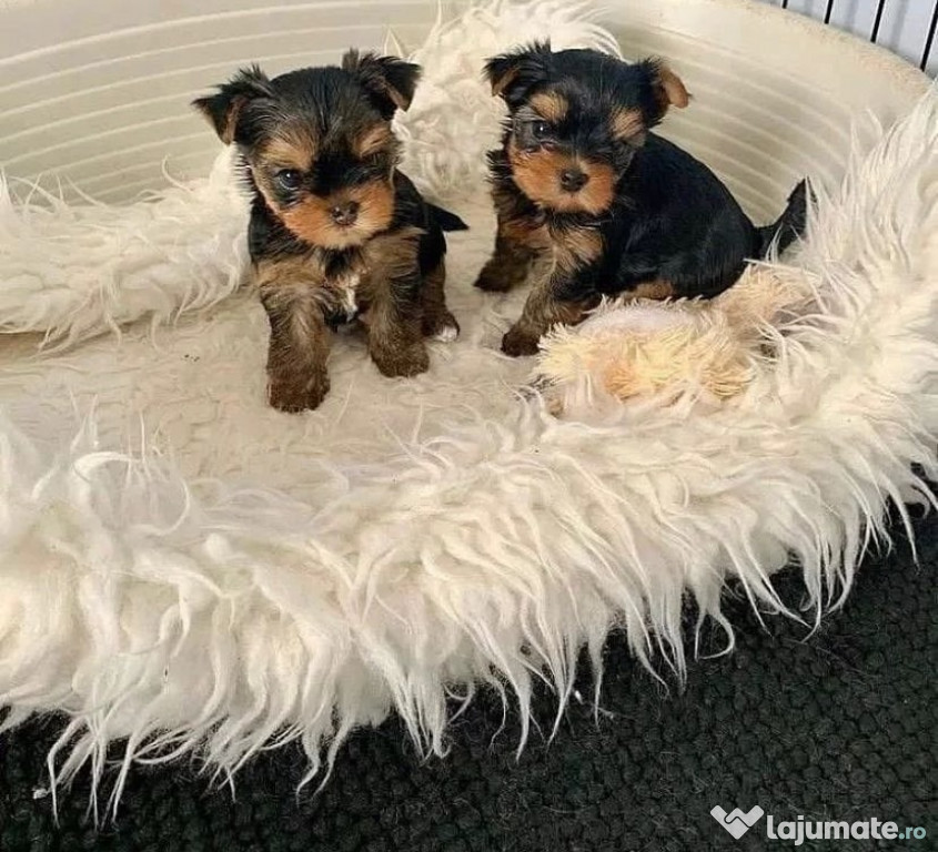 Cățeluși Yorkie ceașcă de vânzare