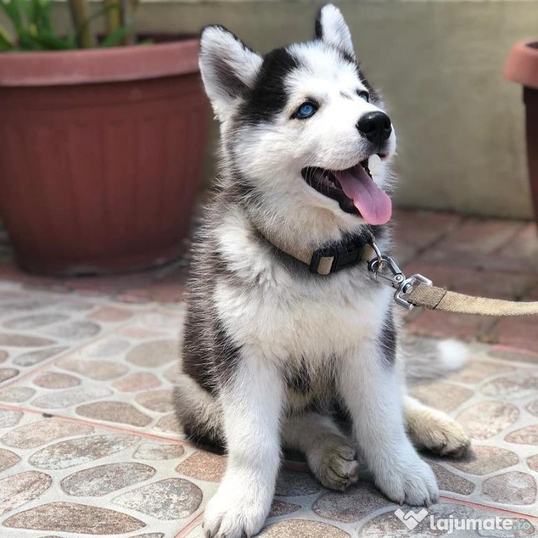 Puți adorabili de husky siberian de vânzare