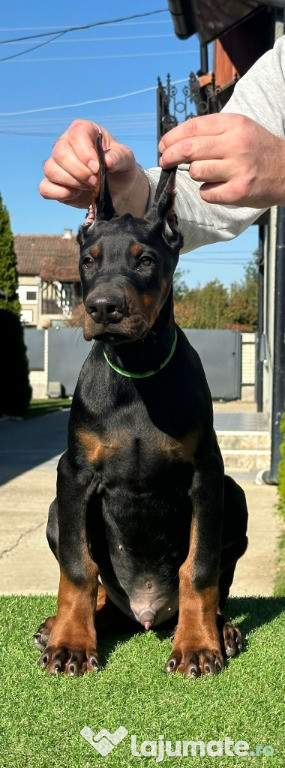 Câini Doberman de vânzare