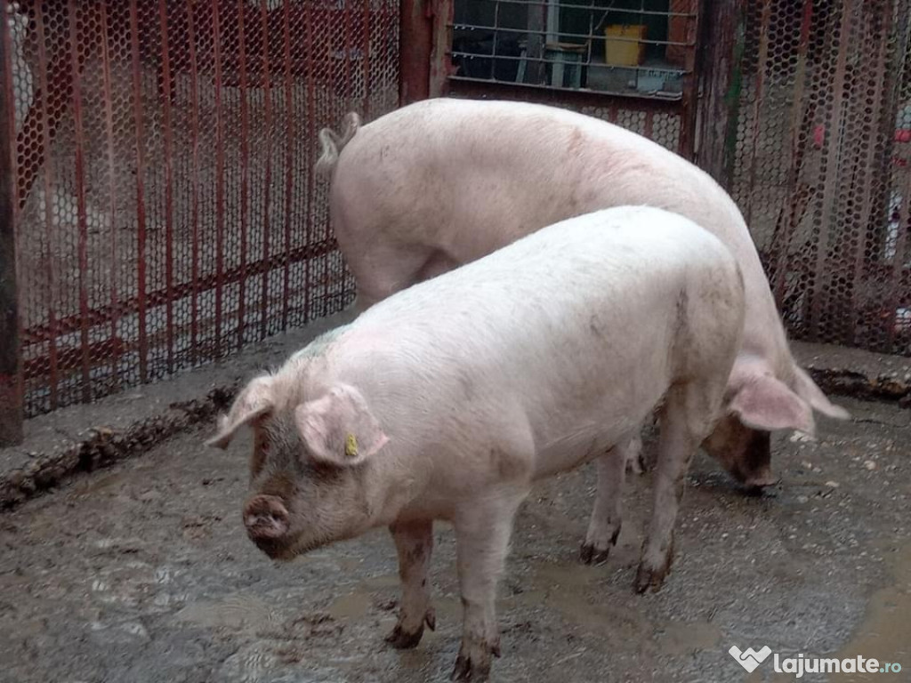 Vând 3 porci castrați