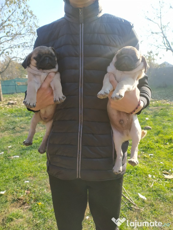 Catei pug/mops superbi isi cauta noua familie