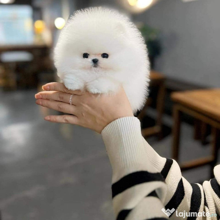 Pomeranian boo teacup