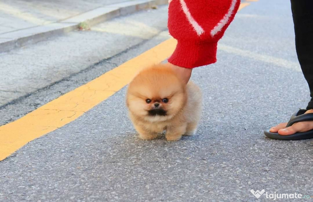 Pomeranian boo mini toy