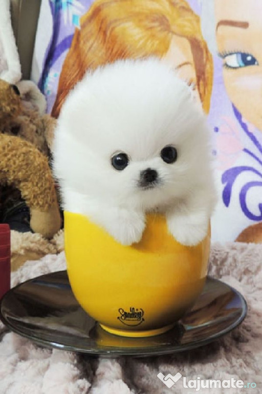 Pomeranian mini toy exemplare de excepție