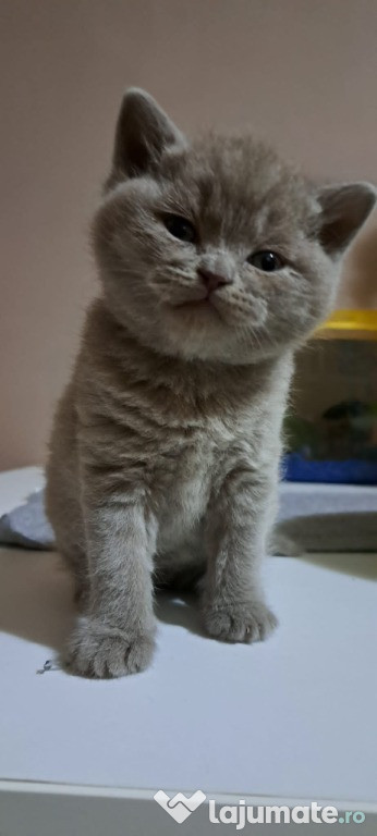 British shorthair blue și lila