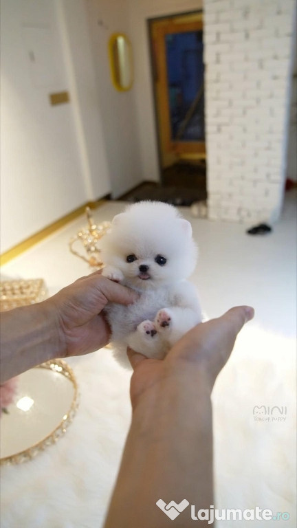 Pomeranian teeacup Boo puppy asigur Transport