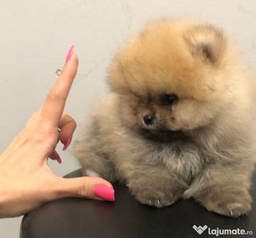 Pomeranian mini teacup boo